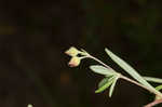 Pine barren frostweed